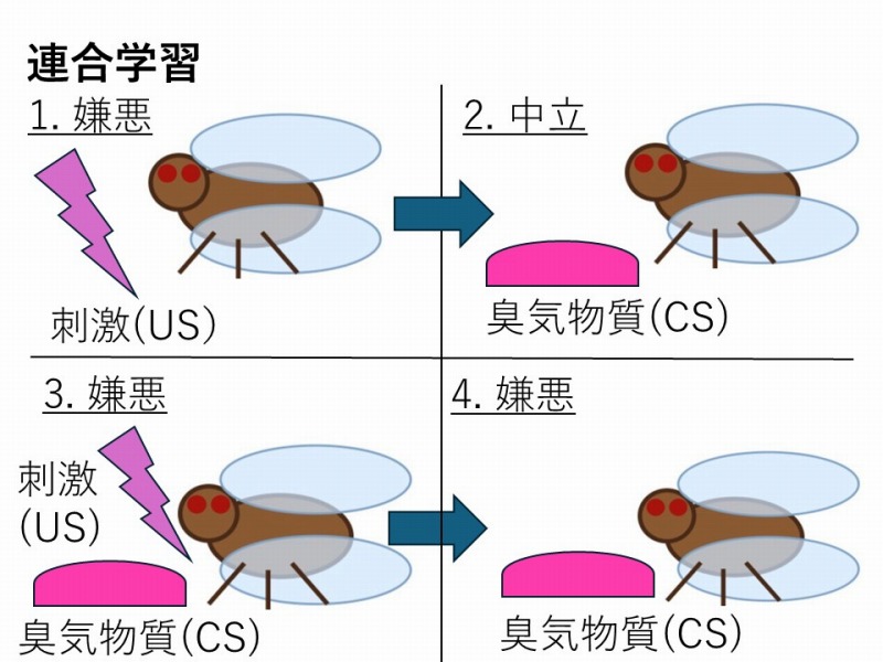 連合学習の仕組み